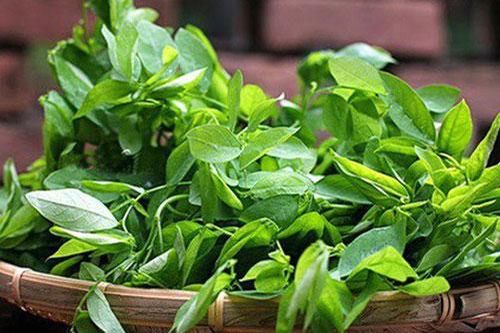 Rau ngót rất tốt, nhưng những người này không nên đụng vào kẻo hối hận