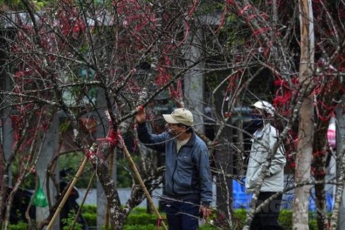 Truy xuất nguồn gốc cây đào: Làm sao để tránh thủ tục phức tạp, không phát sinh chi phí cho dân?