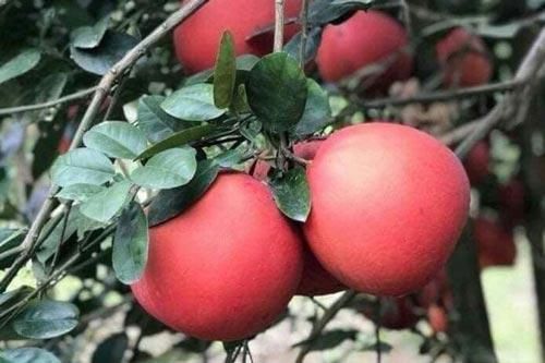 Bưởi ''tiến vua'' giá nửa triệu đồng một cặp, vẫn không có hàng bán dịp Tết