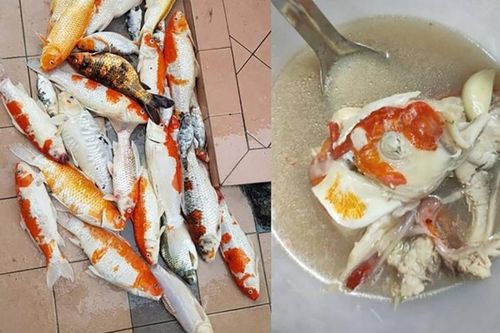 Cô gái đem 20 con cá Koi đi nấu súp gây phẫn nộ và sự thật bất ngờ