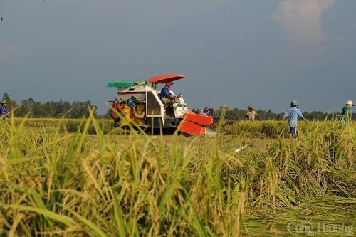 Giá lúa gạo hôm nay ngày 24/1: Cuối tuần giá lúa đi ngang