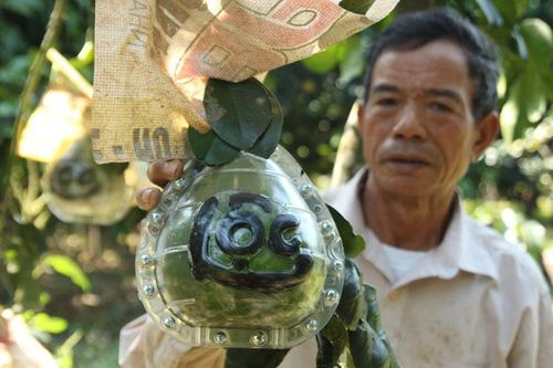 Bưởi Tài - Lộc chơi tết