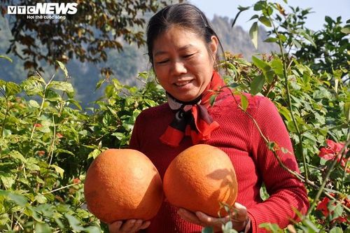 Bưởi đỏ 'tiến vua' giá nửa triệu đồng một cặp vẫn không có hàng bán dịp Tết