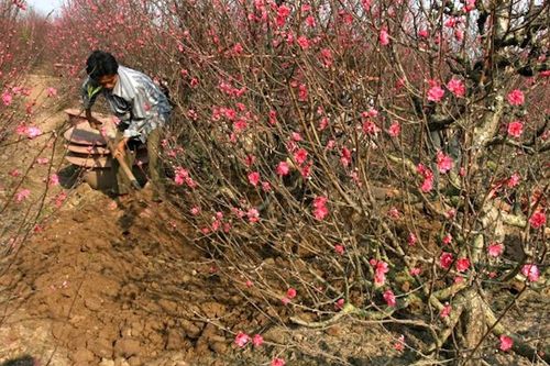 Thu gần 200 triệu đồng mỗi năm nhờ trồng đào ở Sơn La