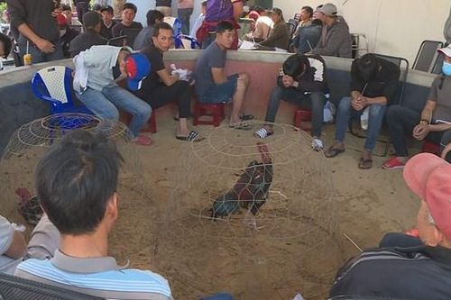 Bắt quả tang gần 50 đối tượng đá gà ăn tiền với thủ đoạn tinh vi