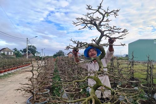 Chùm ảnh: 'Thủ phủ' mai vàng An Nhơn nhộn nhịp vào mùa Tết