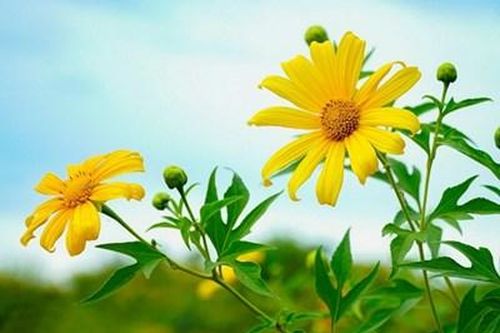 Dã Quỳ nơi miền gió cát