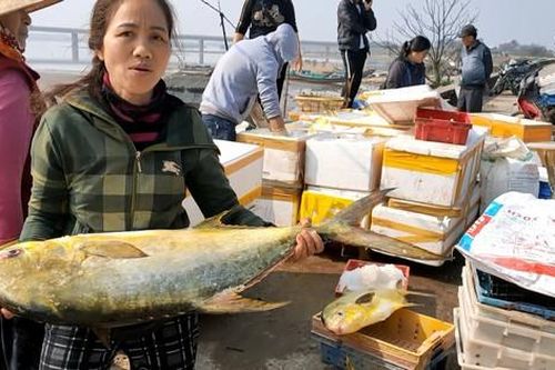 Trúng đậm mẻ cá chim vàng, một đêm ngư dân thu về hơn nửa tỷ đồng