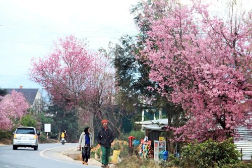 Giới trẻ 'săn' hoa mai anh đào bung nở trên núi ở Đà Lạt