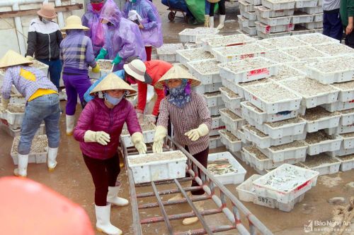 Hàng trăm tấn cá trỏng tươi rói cập cảng cá Nghệ An dịp cận Tết