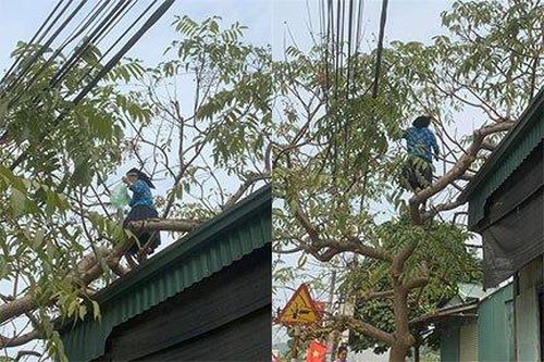 Cụ bà hái quả nhanh như sóc, biết số tuổi nhiều người càng bất ngờ