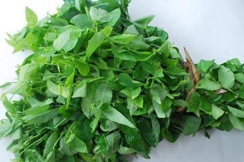 Chữa bệnh chỉ bằng cách sử dụng rau ngót