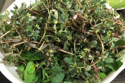 Rau sam - 'thần dược' chữa bệnh bạn đang bỏ phí