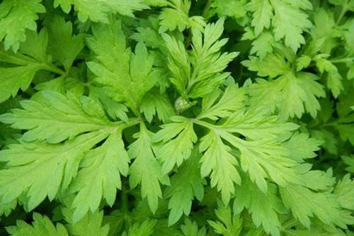 Nguy hiểm 'chết người' từ rau ngải cứu