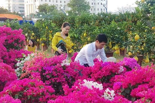 Đà Nẵng: Chợ hoa Tết Tân Sửu 2021 'lời ăn lỗ chịu', không xin hỗ trợ của ngân sách