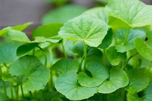 Rau má - dùng không đúng cách sẽ hại sức khỏe