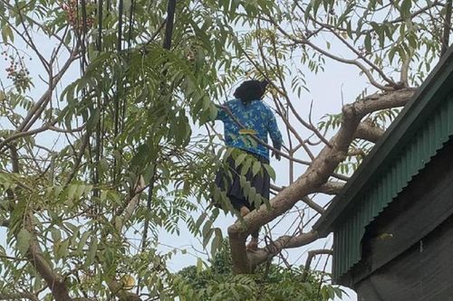 Cụ bà thoăn thoắt leo cây hái quả, biết được số tuổi càng khiến nhiều người thán phục