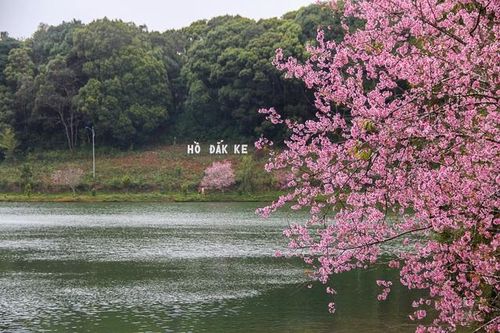 Du khách ùn ùn về 'xứ Đà Lạt 2' để ngắm hoa mai anh đào