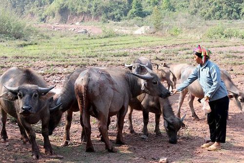 Mường Nhé phòng, chống đói, rét cho vật nuôi
