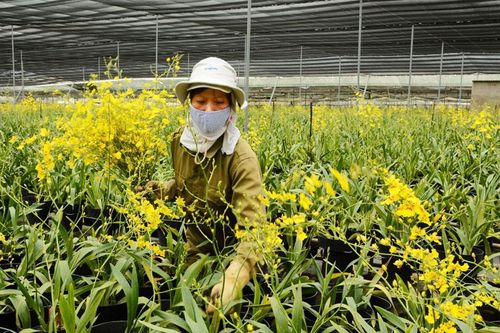 Hội Nông dân Đơn Dương thể hiện vai trò trong phát triển nông nghiệp bền vững