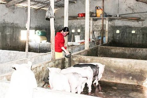 Giá lợn hơi tăng cao, người dân sốt ruột tái đàn