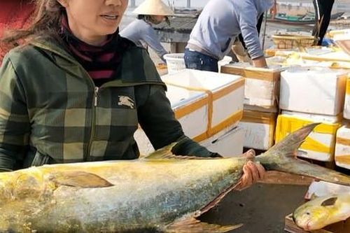Ngư dân Hà Tĩnh trúng đậm 'lộc biển', thu về hơn 600 triệu đồng