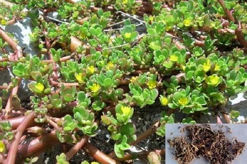 Rau sam trị lỵ, sỏi tiết niệu