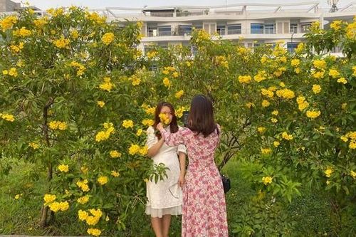 Con đường hoa hoàng yến rực rỡ một góc trời, teen Sài Gòn rủ nhau check-in đón Tết