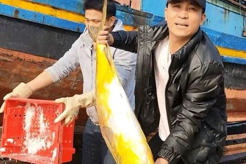 Ngư dân Hà Tĩnh trúng lớn cá chim vây vàng