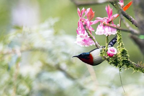 Ngẩn ngơ chiêm ngưỡng loài hoa đào chuông quý hiếm trên đỉnh Bà Nà