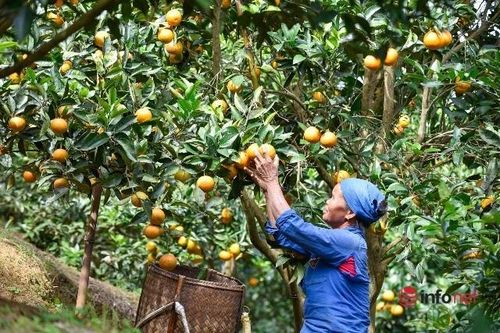 Hòa Bình tập trung đẩy mạnh cơ cấu lại ngành nông nghiệp