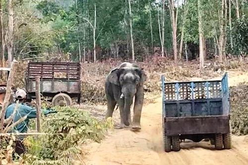 Hỗ trợ hơn ba tỷ đồng cho người dân bị thiệt hại do voi rừng phá