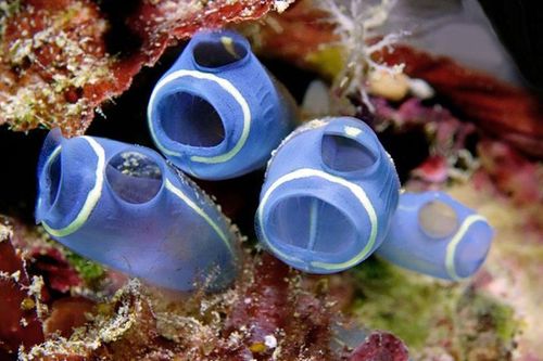 Ghê rợn loài động vật dễ thương tự ăn não để phát triển