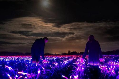 Hàng nghìn đèn LED màu biến nông trại Hà Lan thành 'xứ sở thần tiên' về đêm