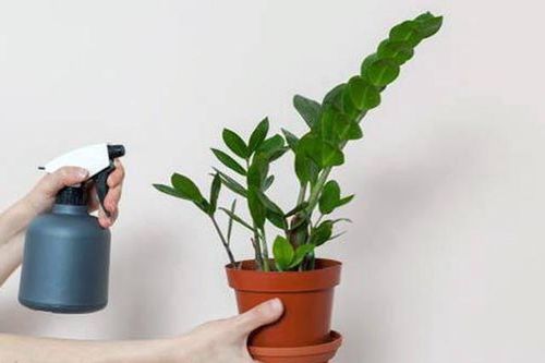 Con giáp này trồng cây kim tiền hút hết lộc của thiên hạ