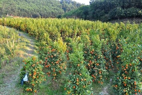 Hà Tĩnh: Mê mẩn vườn quất Tết nơi phố núi