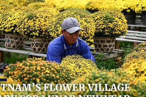 Hình ảnh làng hoa Việt Nam chuẩn bị Tết trên báo nước ngoài