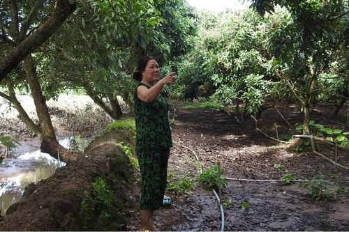 Hạn mặn ảnh hưởng lớn nhất tại ĐBSCL đúng dịp Tết Nguyên đán