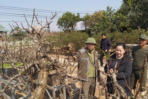 Người chế ngự đào tiến vua