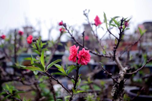 Thời tiết thất thường, đào Thất Thốn vào buồng điều hòa chờ Tết