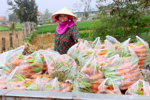 Nông dân Nghệ An thu hơn 400 triệu từ 1 héc-ta cà rốt