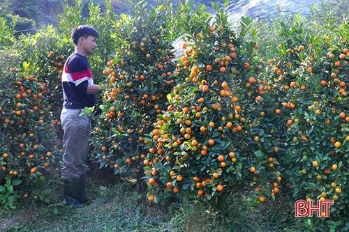 1.000 gốc quất cảnh Hương Sơn sẵn sàng 'xuống phố' phục vụ tết