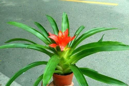 8 loại cây đặt trong nhà 'hút' tài lộc cực đỉnh