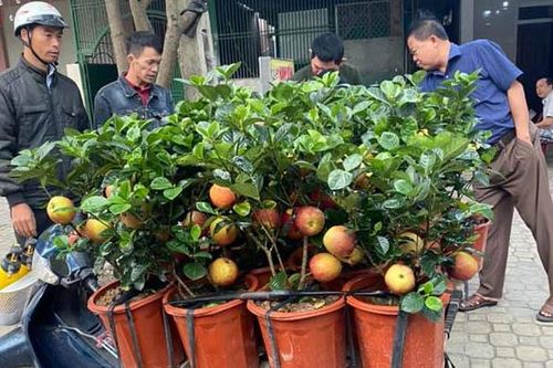 Nhiều người sắm cây táo giả lạ mắt giá 200-300 nghìn/cây về chơi Tết