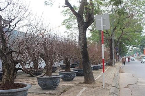 Đào, quất nhộn nhịp xuống phố đón Tết
