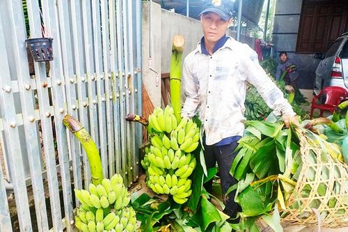 Chuối Tết mất mùa