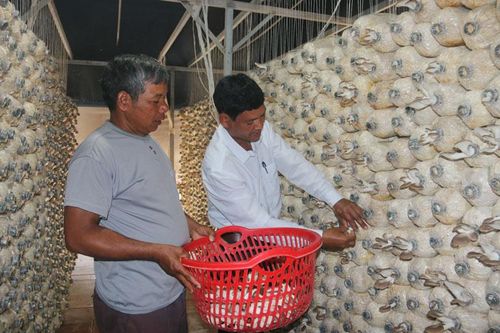 Mô hình trồng nấm của đảng viên ở xã vùng sâu
