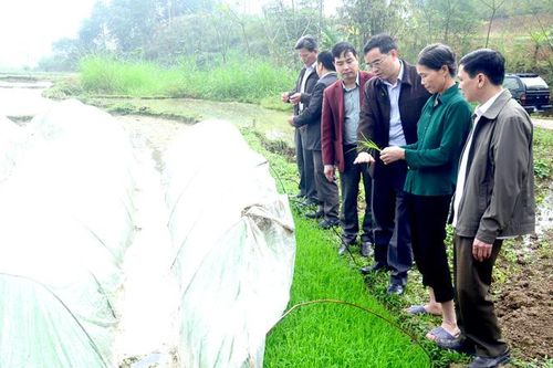 Ứng phó thời tiết bất lợi vụ xuân