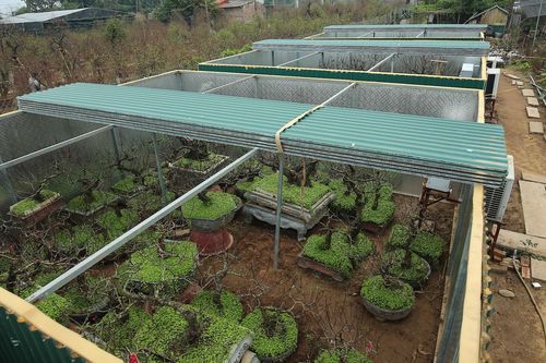 Lắp điều hòa chăm sóc đào Thất Thốn ở Hà Nội
