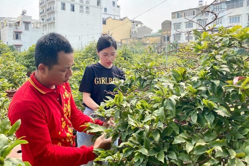 Các vườn mai ở TP.HCM rục rịch 'xuống lá' đón Tết Tân Sửu 2021